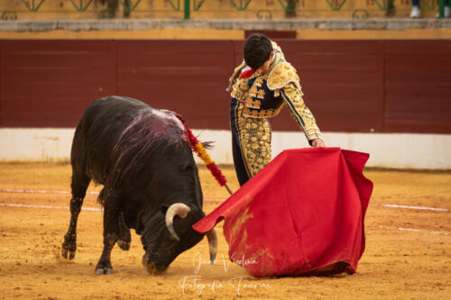 Novillada en La Línea